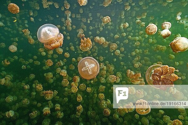 Große Menge Anzahl von Schirmqualle (Mastigias papua) Lagunenqualle Goldene Qualle in Brackwassersee Jelly Fish Lake  Pazifik  Republk Palau