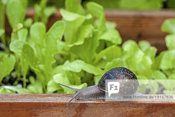 Gewöhnliche Gartenschnecke (Cornu aspersum) (Helix aspersa) (Cryptomphalus aspersus)  die das Salatbeet im Gemüsegarten plündert