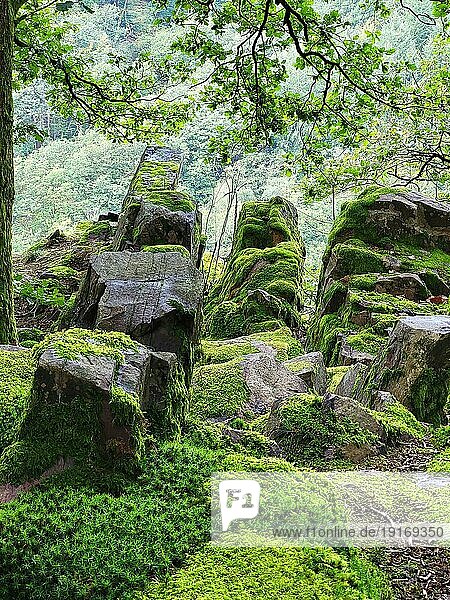 Moosbedeckte Felsformation im Wald besteht aus großen  zerklüfteten Felsen  die von einer dicken Schicht hellgrünem Moos bedeckt sind. Die Felsformation ist von Bäumen und anderen Pflanzen umgeben und der Hintergrund ist ein dichter Wald mit Bäumen und Büschen. Das Bild hat eine friedliche und ruhige Stimmung