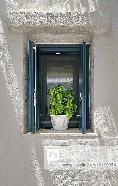 Frontalaufnahme eines Blumentopfes mit Basilikum auf der Fensterbank eines weiß getünchten Hauses im Sommer  Sonne und Schatten. Traditionelles Gewürzkraut für die griechische und italienische Küche  den biologischen Gartenbau  den gesunden Lebensstil und die mediterrane Ernährung