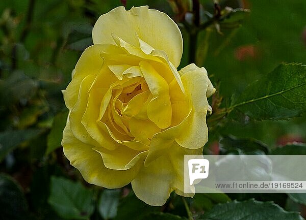 Gelbe Rose (Rosa 'Harison's Yellow')  wunderschön duftend