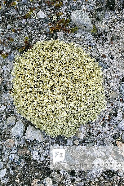 Isländisches Moos (Cetraria islandica (Lichen islandicus) zirkumpolare Flechte der arktischen und gebirgigen Regionen der nördlichen Länder