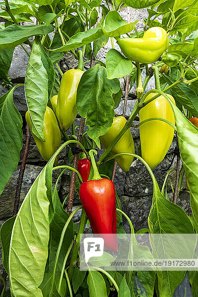 Bell peppers growing in vegetable garden