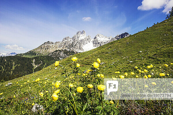 Austria  Salzburger Land  Yellow wildflowers blooming in Dachstein Mountains