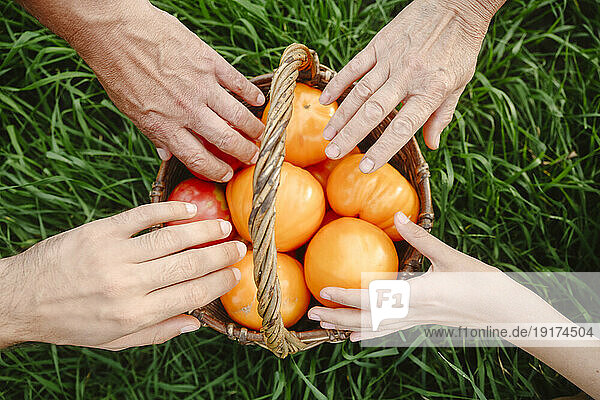 Hands of family touching tomatoes in wicket basket on grass