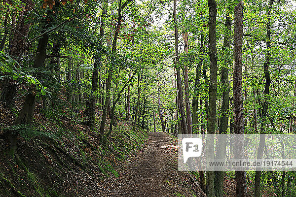 Germany  Hesse  Footpath in green forest