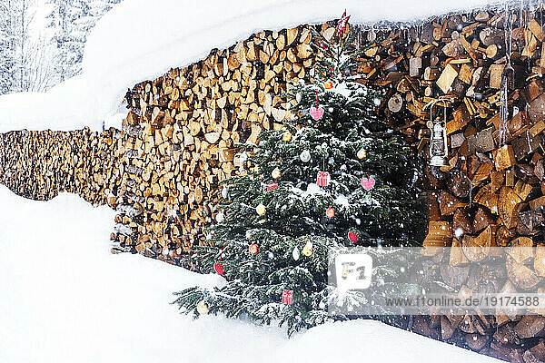Christmas tree near firewoods in winter