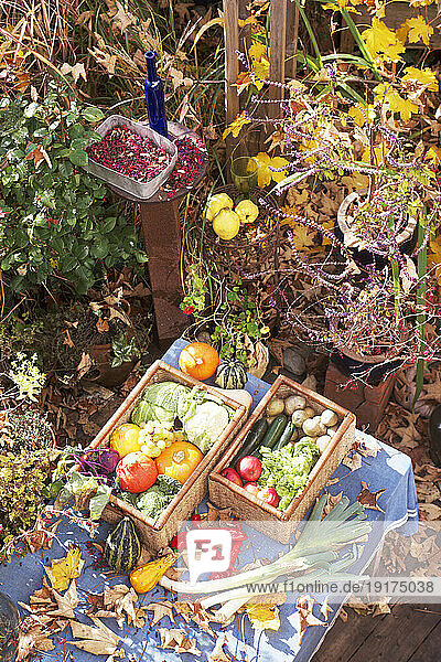 Herbstblätter  Obst und Gemüse auf dem Gartentisch