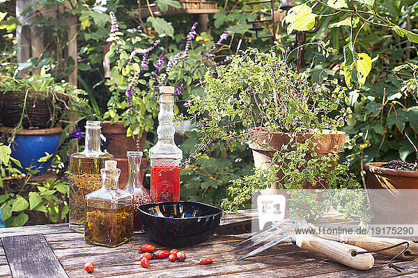 Rose hips  potted plants  bottled oils and gardening fork and trowel lying on garden table