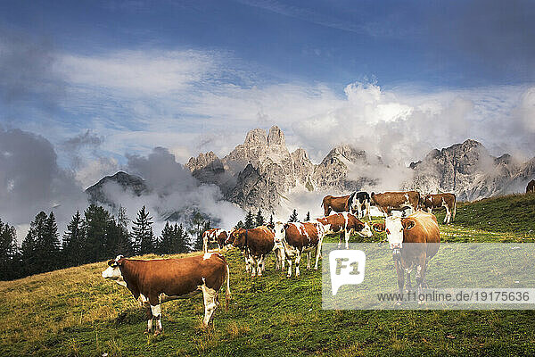 Austria  Salzburger Land  Cattle grazing in Dachstein Mountains