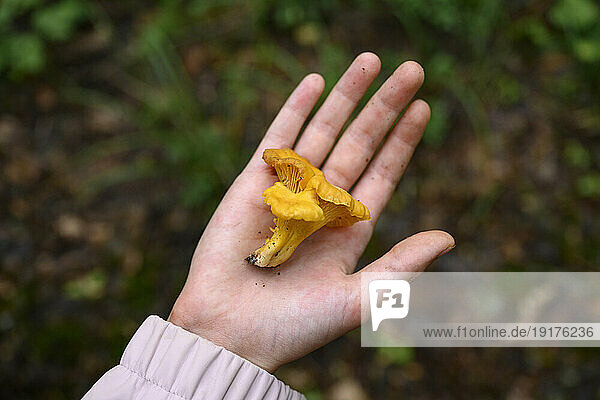Hand of boy with fresh mushroom in forest
