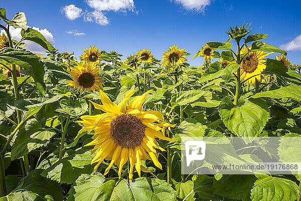 Sunflowers blooming in vast field
