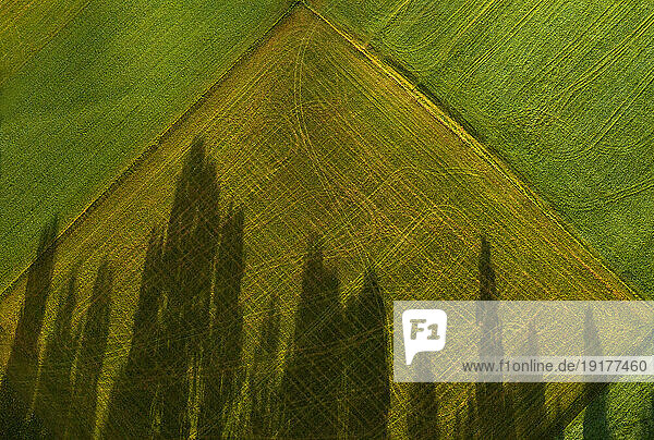 Austria  Upper Austria  Hausruckviertel  Drone view of trees casting shadow on green mowed field
