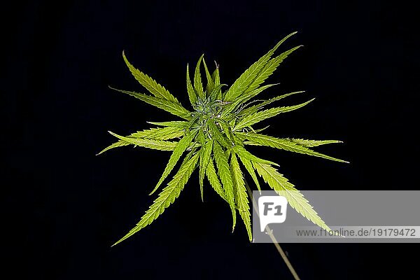 Eine Hanfpflanze (Cannabis sativa) kurz vor der Blüte  Studioaufnahme mit schwarzem Hintergrund
