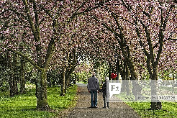 Weg in den 2. Frühling Seniorenpaar Kirschblüte Stadthagen