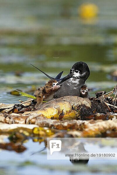 Trauerseeschwalbe (Chlidonias niger)  Altvogel mit Jungtieren auf dem Nest  Altvogel mit Pulli auf dem Gelege  Naturpark Flusslandschaft Peenetal  Mecklenburg-Vorpommern  Deutschland  Europa