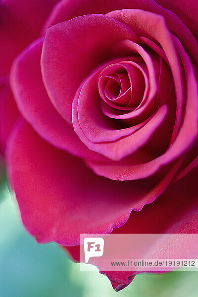 Close up of a dark pink rose