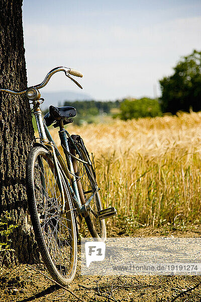 Bicycle leaning on a tree next to sundrenched wheat field