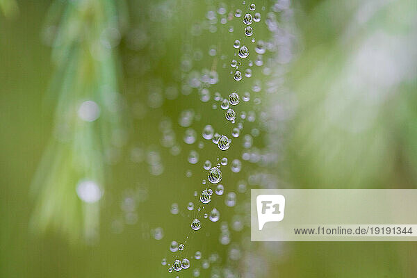 Close up of rain drops over cobwebs