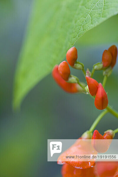 Close up of a scarlet runner bean flower
