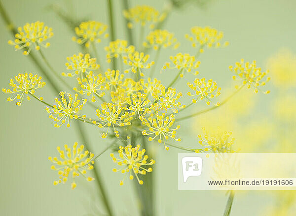 Fennel blossom on green background