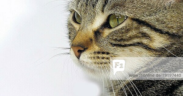 Braun gestromte Hauskatze  Porträt einer Muschi auf weißem Hintergrund  Nahaufnahme der Augen