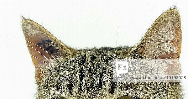 Braun gestromte Hauskatze  Porträt einer Muschi auf weißem Hintergrund  Nahaufnahme der Ohren