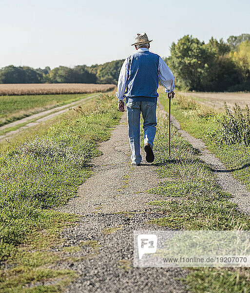 Senior man with a walking stick  walking in the fields  rear view