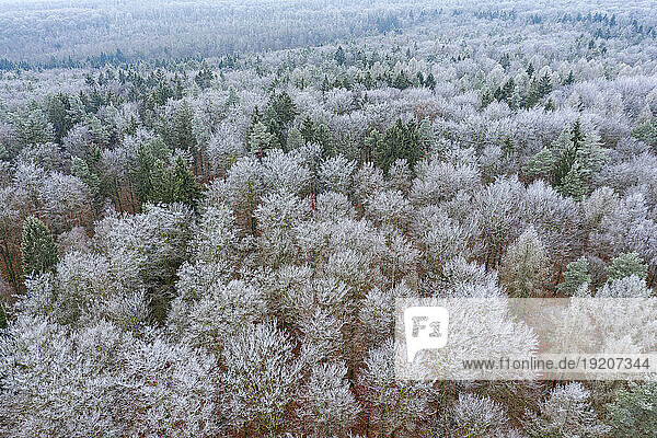 Germany  Bavaria  Aerial view of frosted forest in Steigerwald