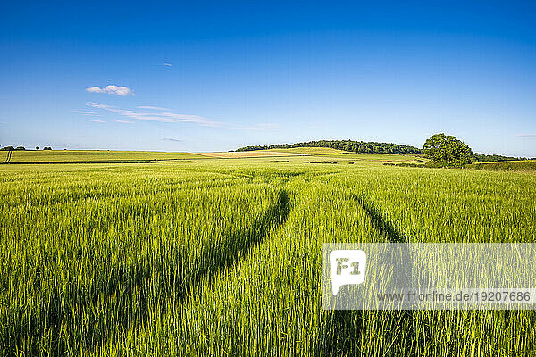 UK  Scotland  Tire tracks across green barley field in summer