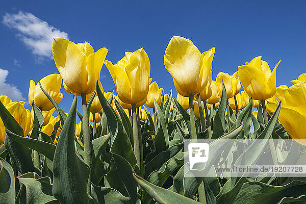 Yellow tulips blooming in field
