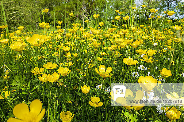 Buttercups blooming in springtime meadow