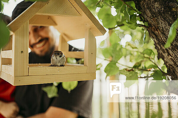 Sparrow sitting in wooden birdhouse