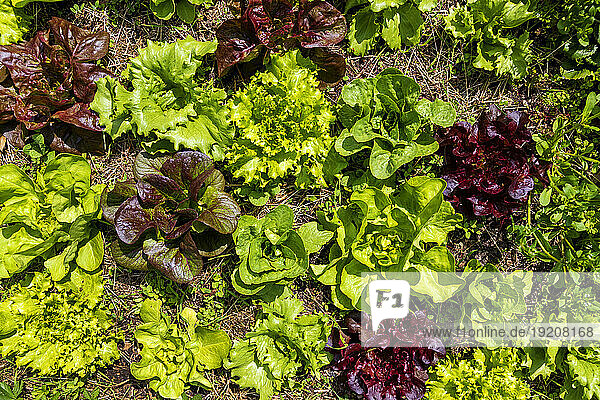 Red and green lettuce growing in mulch