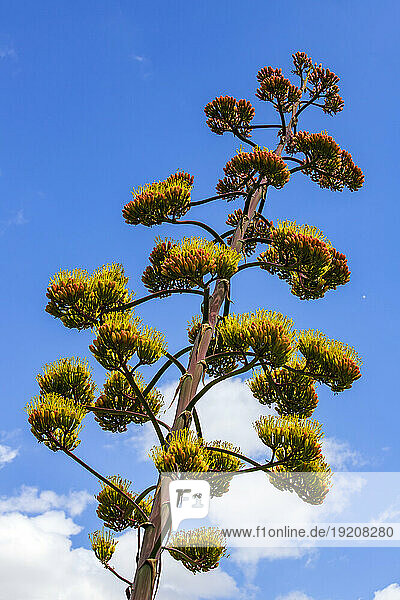 Century plant (Agave americana) growing against sky