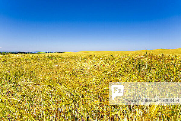 UK  Scotland  Yellow barley field in summer