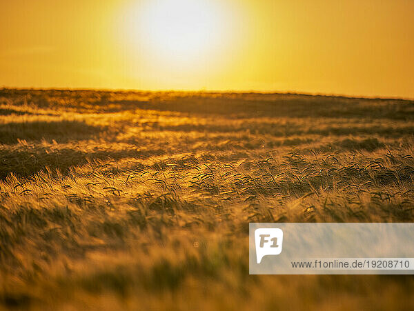 UK  Scotland  Barley field at summer sunset