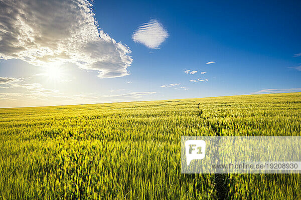 UK  Scotland  Vast barley field at summer sunset