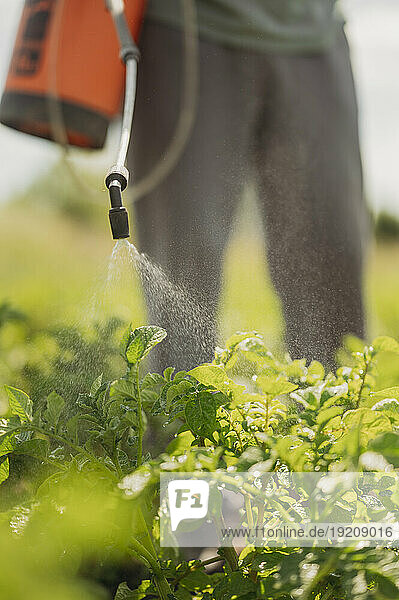 Farmer spraying insecticide on plants