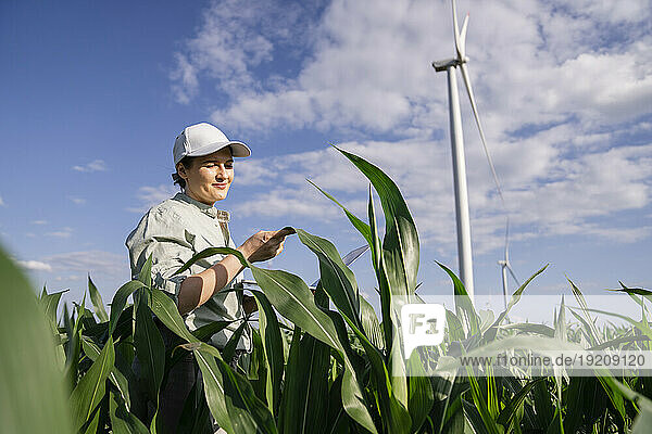 Smiling agronomist touching and examining plants on sunny day at field