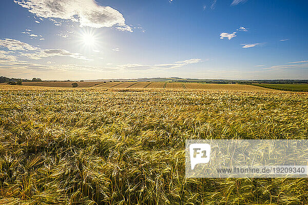 UK  Scotland  Summer sun shining over vast barley field