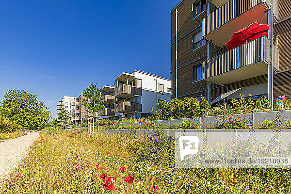 Germany,  Baden-Wurttemberg,  Ludwigsburg,  Flowers blooming in front of modern suburban apartments