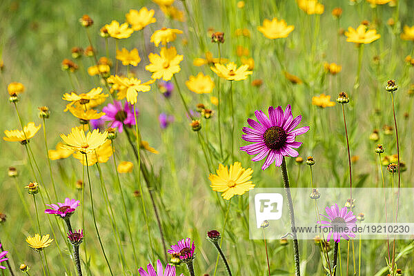 Pink and yellow wildflowers blooming in springtime meadow