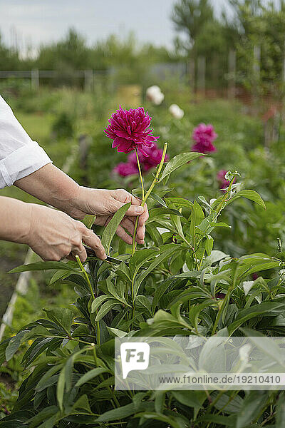 Hands of woman cutting phony flower in garden