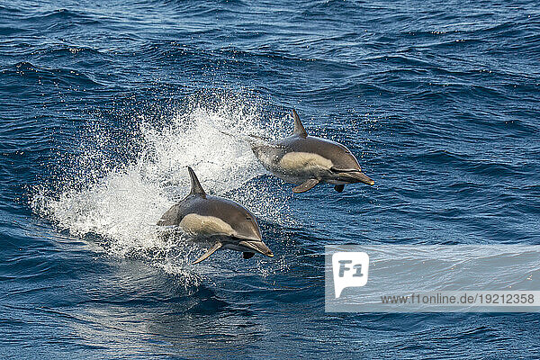 Mexico  Baja California  Two breaching common dolphins (Delphinus delphis)