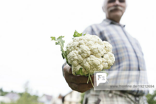 Senior man holding fresh cauliflower