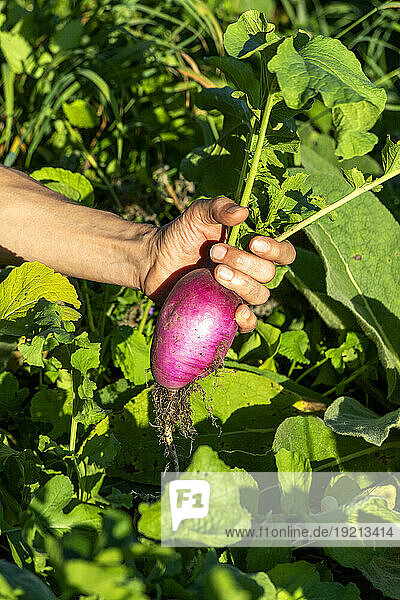Hand of woman holding freshly harvested beet
