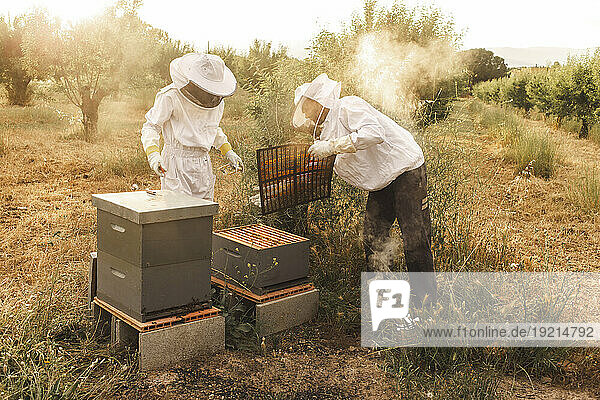 Beekeepers wearing protective gloves and beekeeping in field