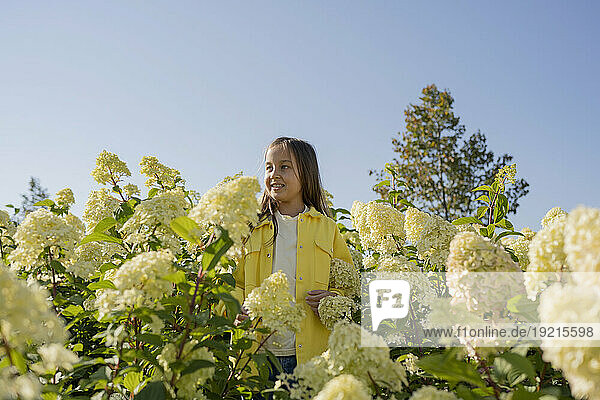 Smiling girl standing amidst hydrangea flowers on sunny day