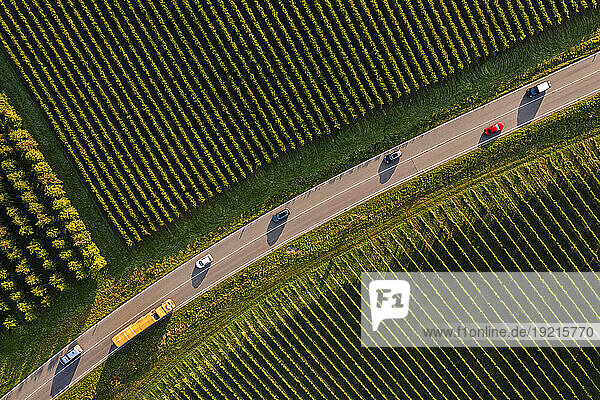 Germany  Baden-Wurttemberg  Aerial view of traffic along country road stretching between vineyards